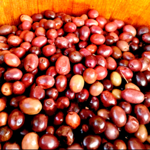 olives niçoises
